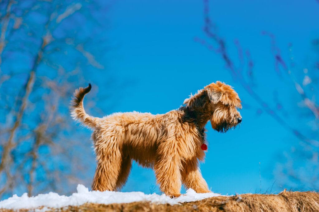 soft coated wheaten terrier walking in snow against a blue sky