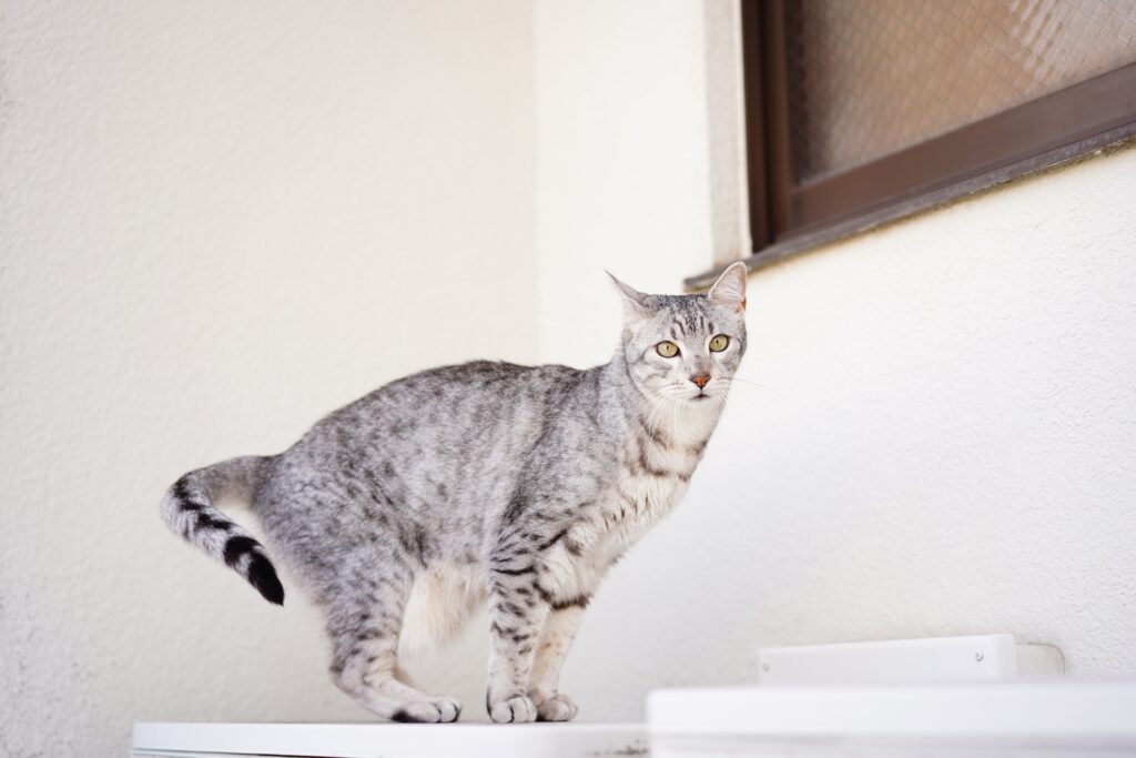 silver egyptian mau cat balancing on a table