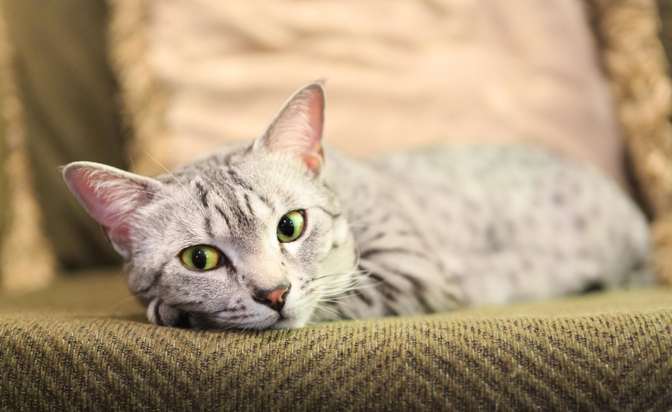 silver egyptian mau lying down