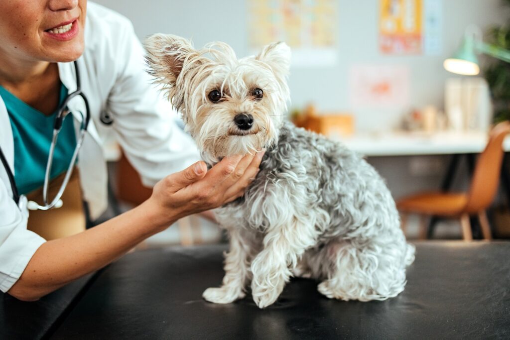 A dog gets a check-up at the vet.