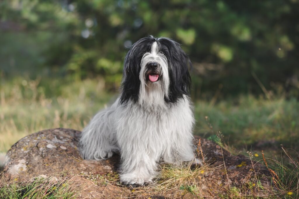 black and white tibetan terrier sitting on a rock