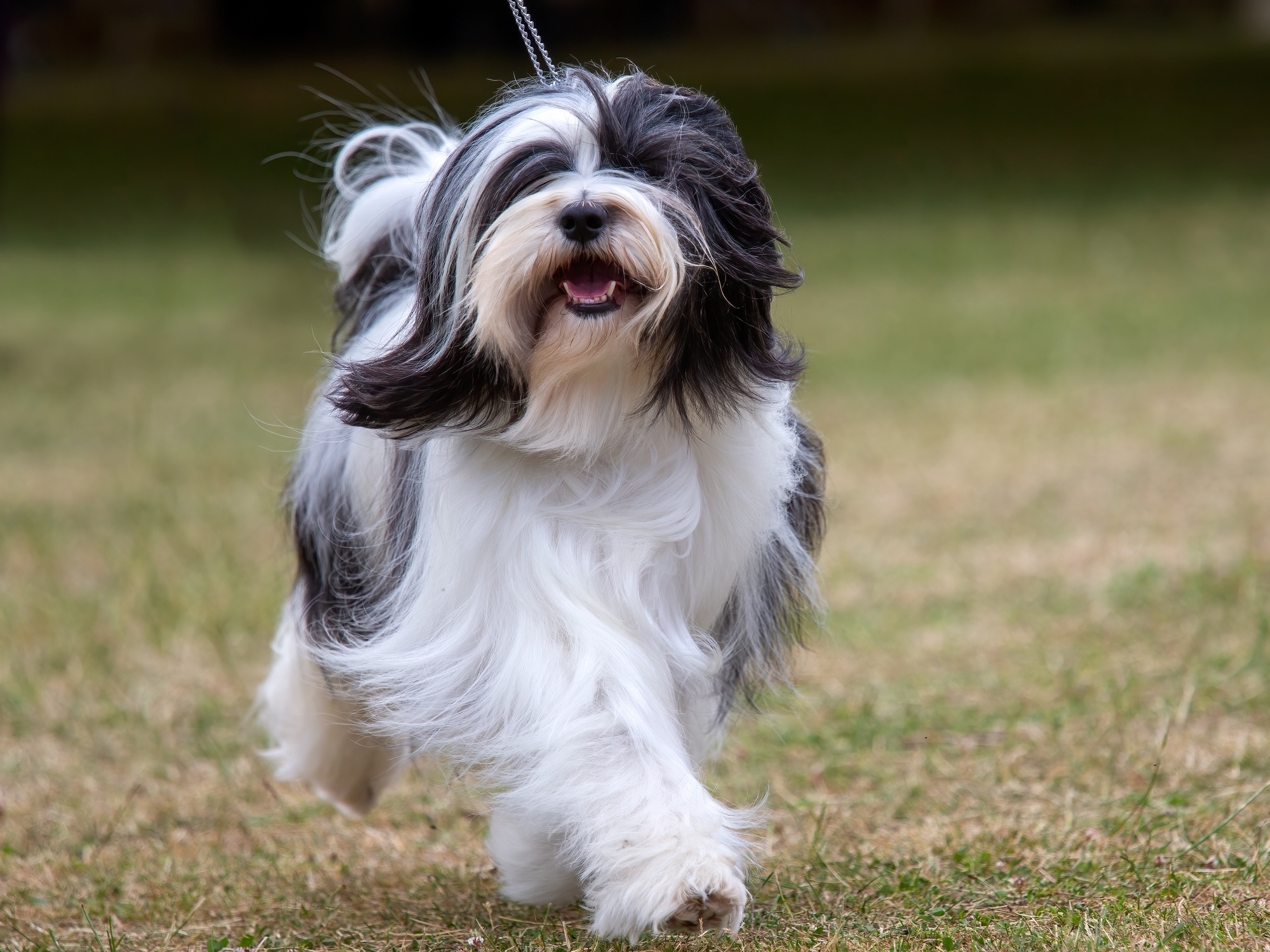 black and white tibetan terrier trotting through grass