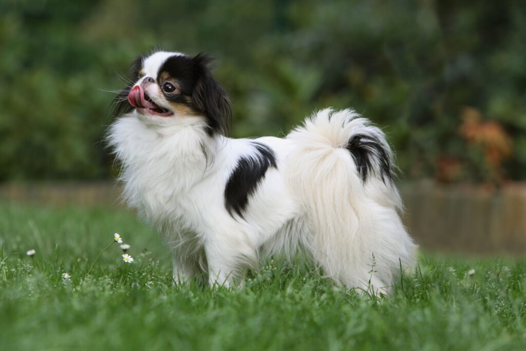 tricolor japanese chin standing in grass
