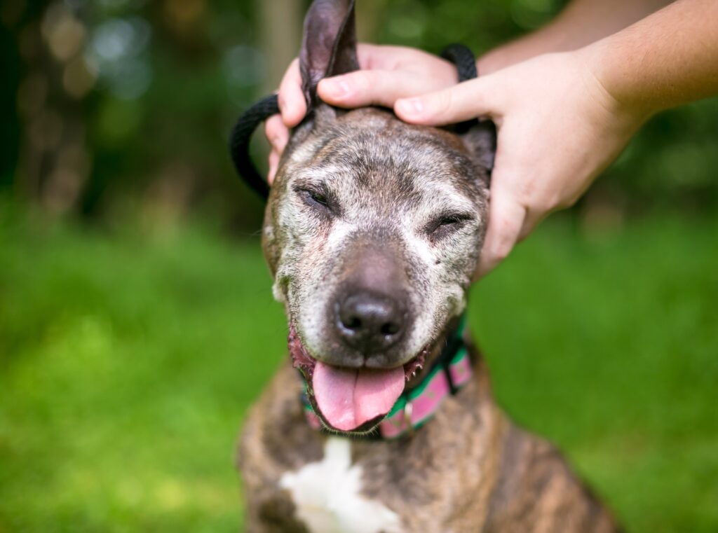 old dog getting face rubbed