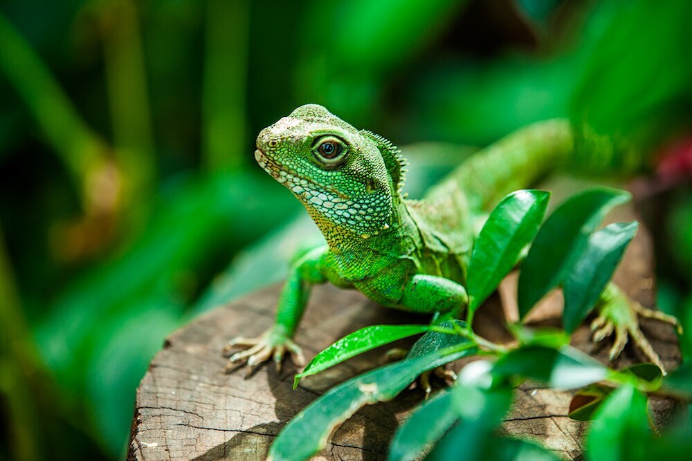 Water dragon in foliage