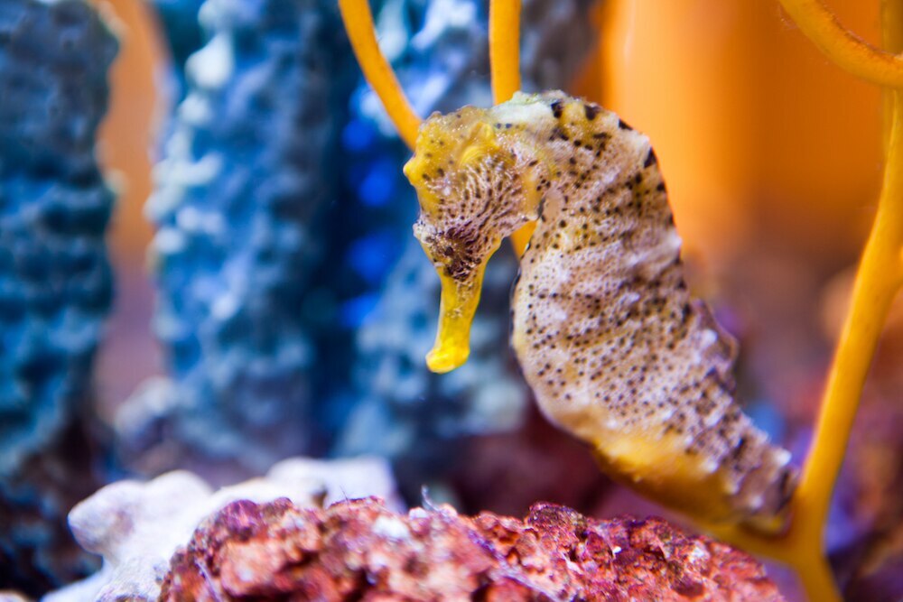 Seahorse close-up