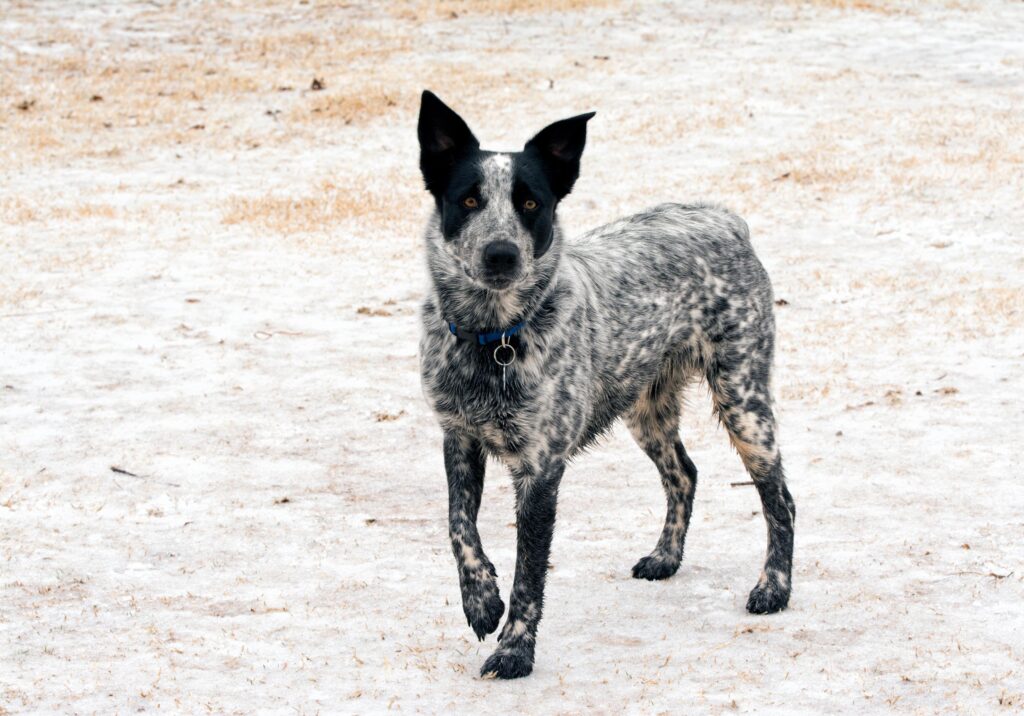blue merle texas heeler standing in a field