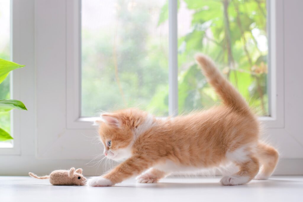 orange and white kitten playing with a mouse toy. Toys are among the items included on our new kitten checklist.