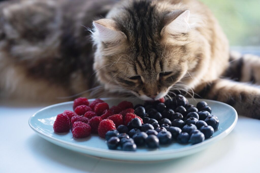 can cats eat blueberries: cat licking blueberries on plate