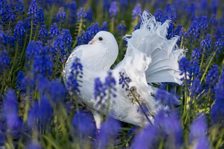 Pretty dove surrounded by purple flowers