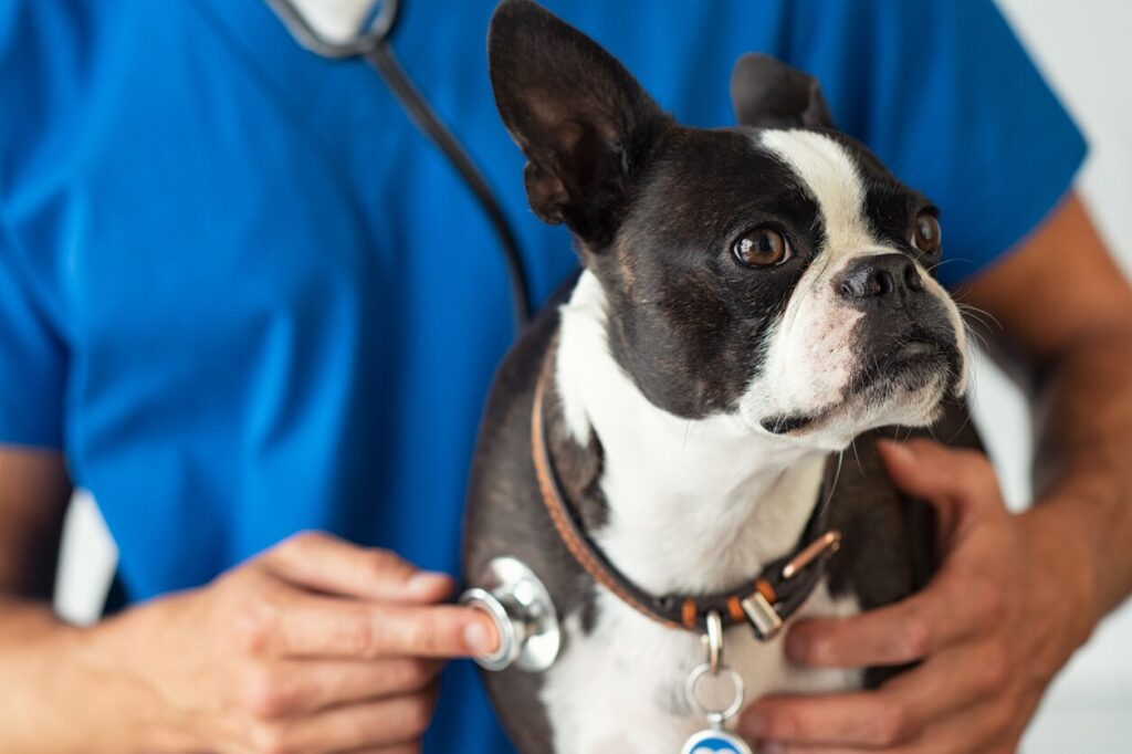 A Boston Terrier is examined by a veterinarian.