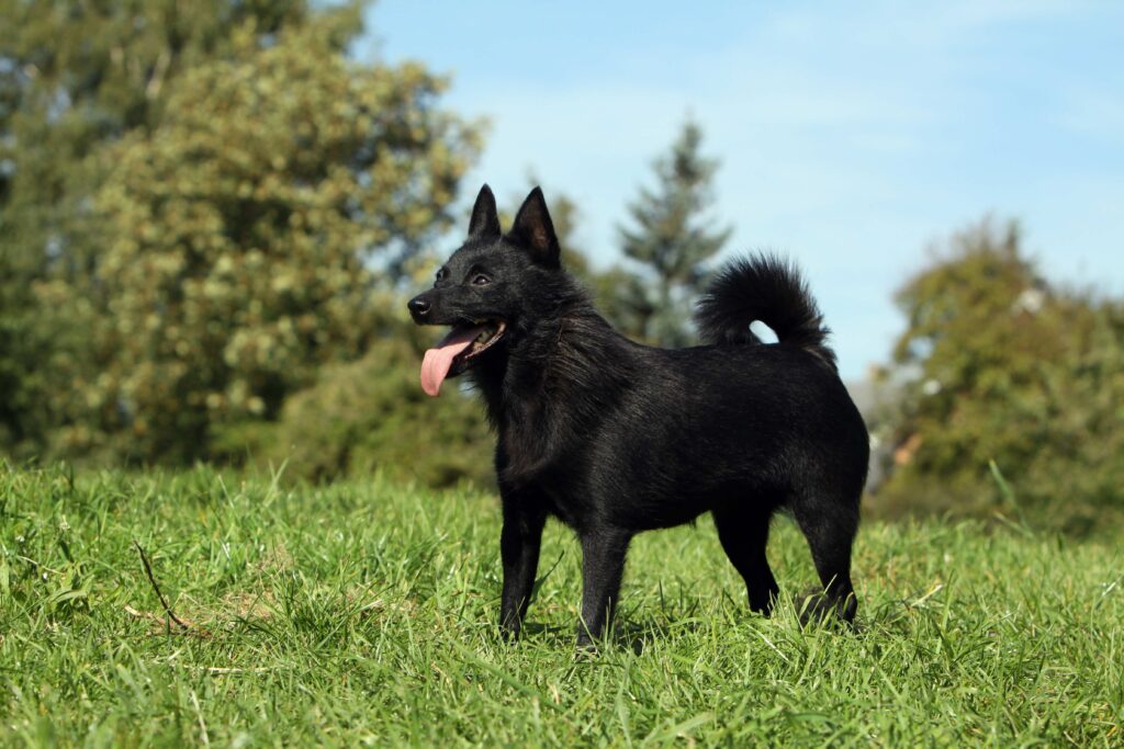 small black schipperke dog standing in grass with his tongue out
