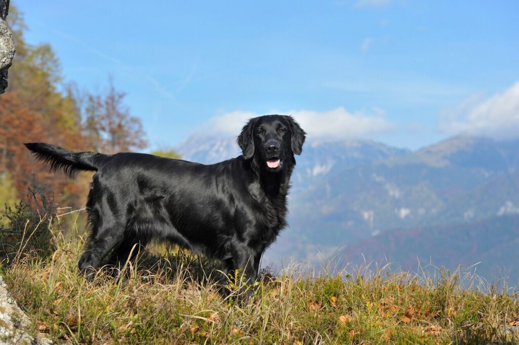 black flat-coated retriever standing in front of a mountain