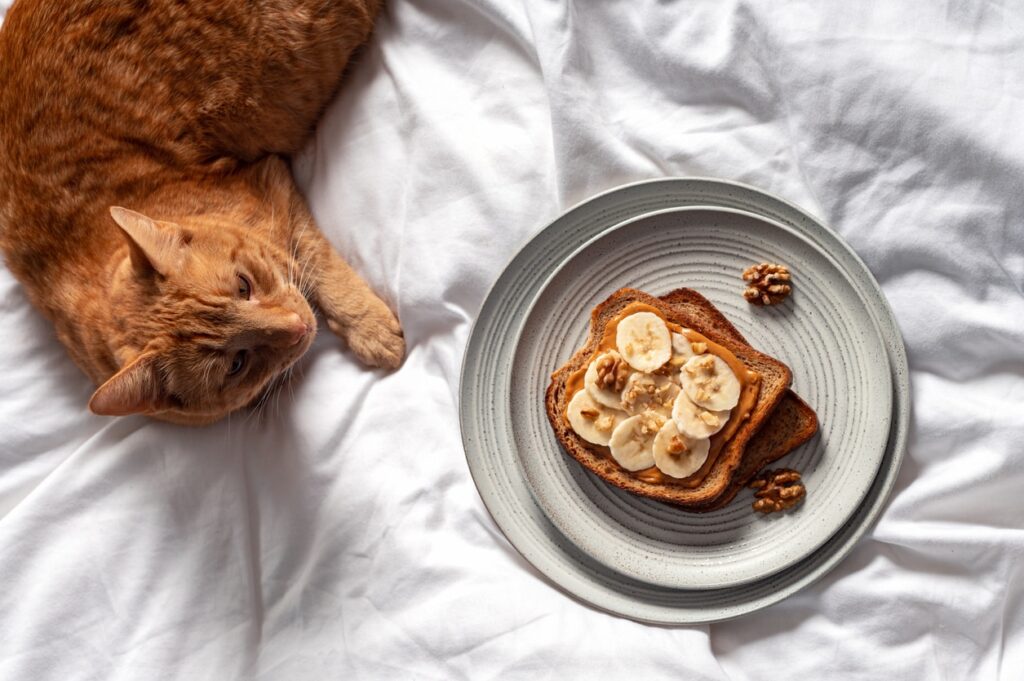 orange cat lying on a bed looking at toast with peanut butter and bananas on it