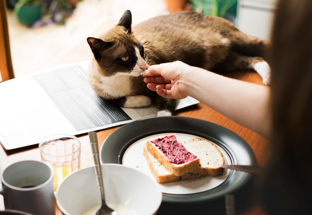 brown and white cat lying on a table next to a woman eating toast