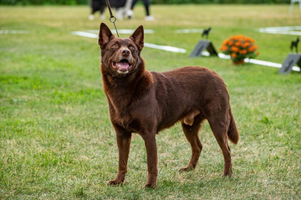 brown australian kelpie dog standing in a field looking up