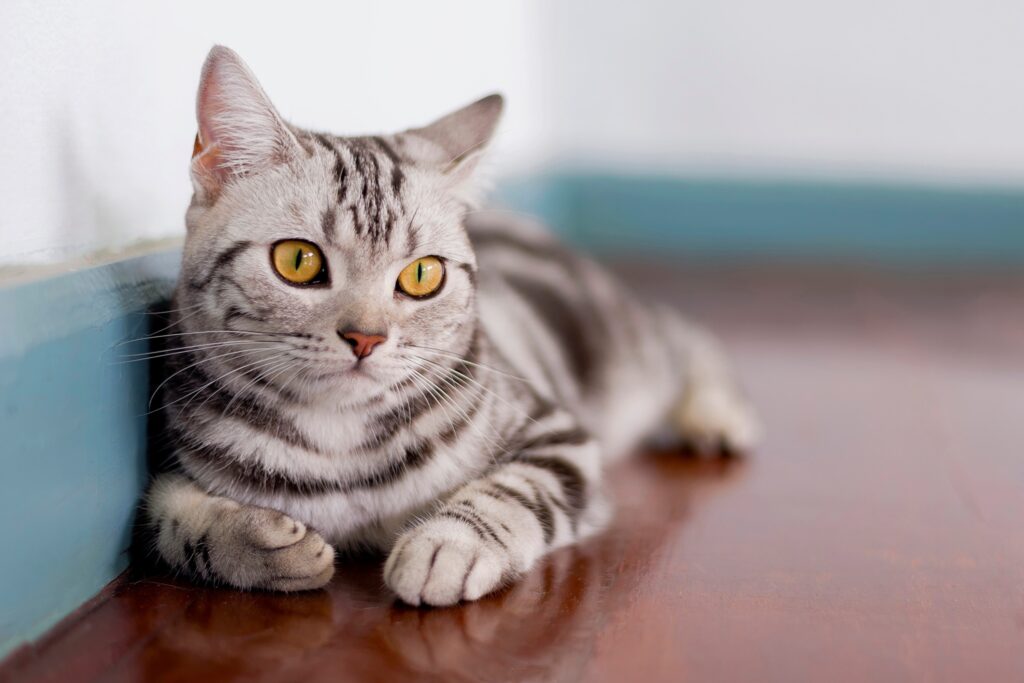silver tabby american shorthair lying on a wooden floor