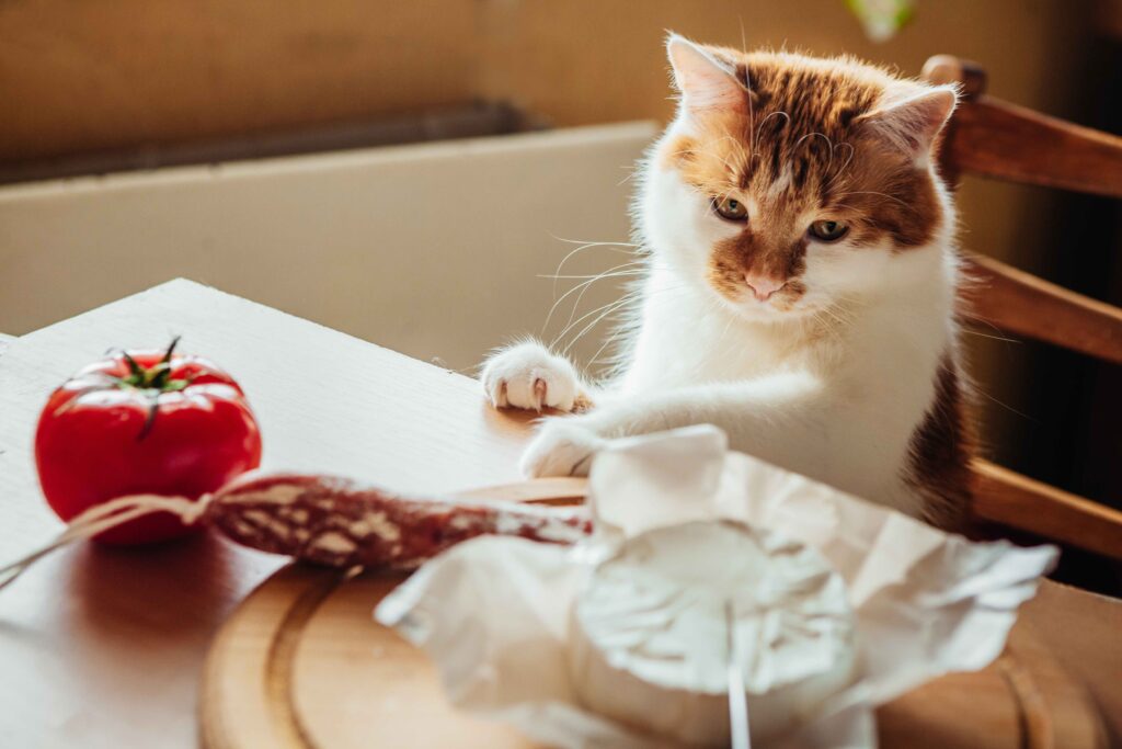 orange and white cat looking down at a wheel of soft cheese
