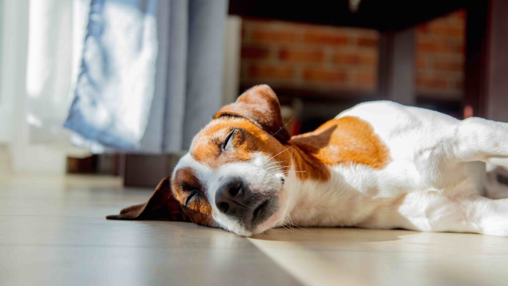 brown and white terrier sleeping on the floor in a sunbeam