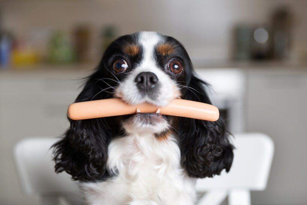 cocker spaniel holding a hot dog in her mouth