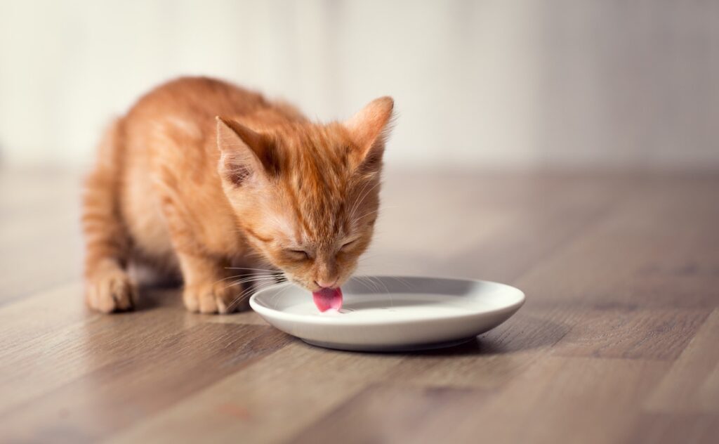 orange kitten drinking milk from a saucer