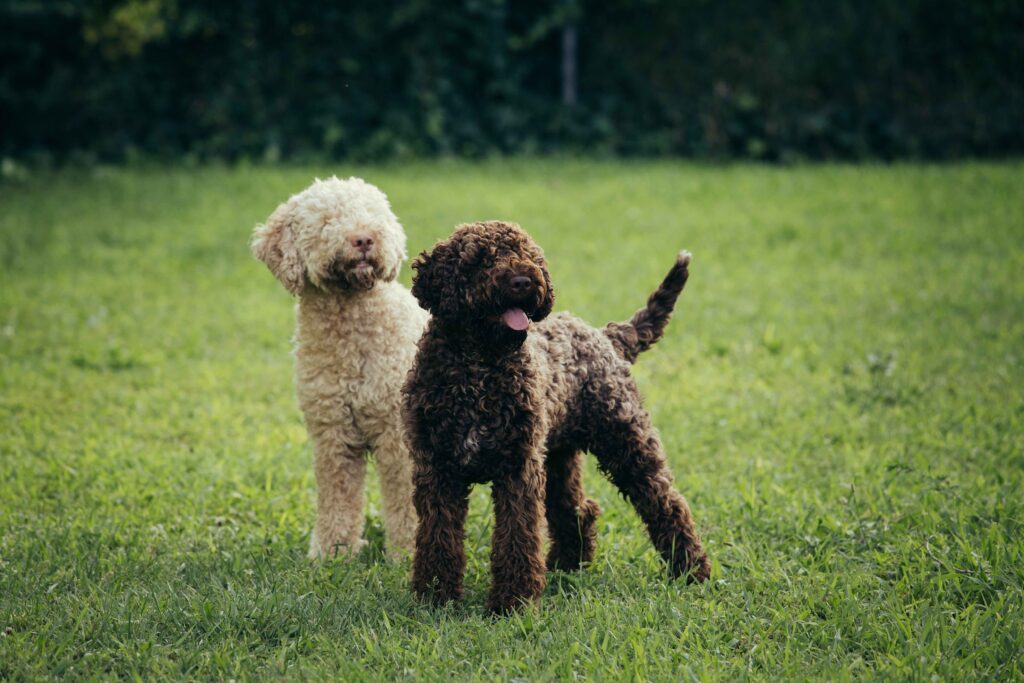 one cream and one brown lagotto romagnolo dogs standing in grass