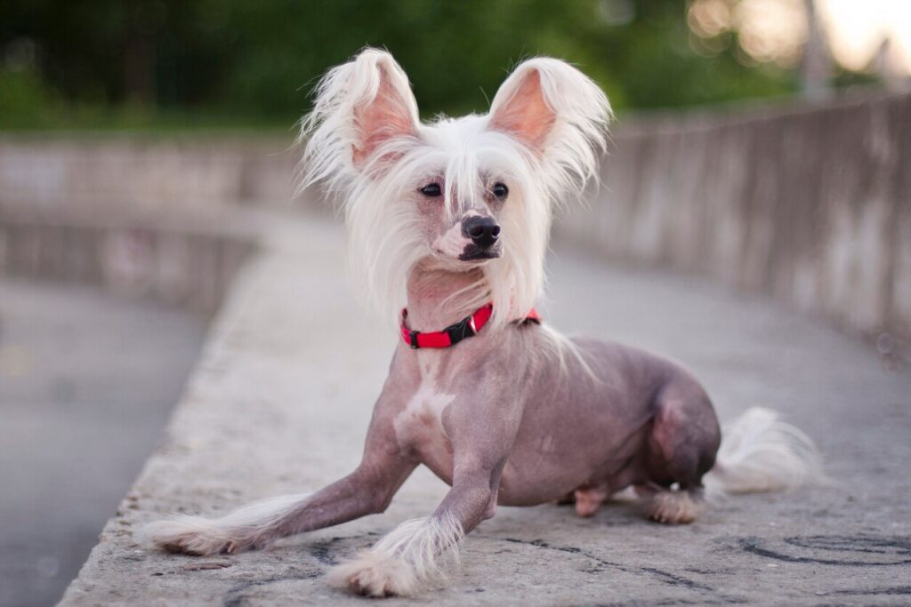 hairless chinese crested dog lying on pavement