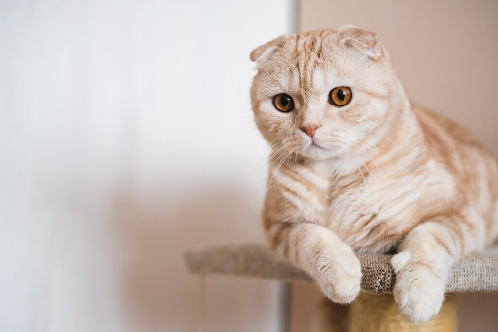 orange tabby scottish fold cat lying on a cat tree
