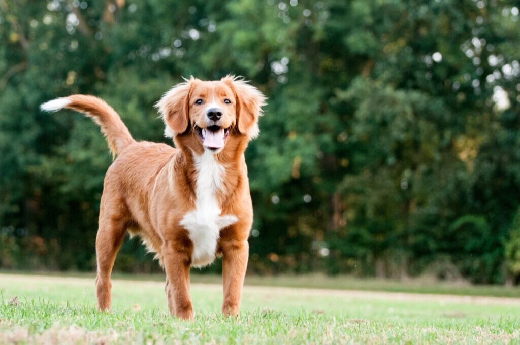 red nova scotia duck tolling retriever standing in a park