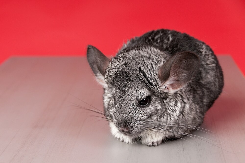 Chinchilla