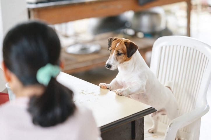 jack russell terrier standing on a kitchen table chair and looking at a human eating