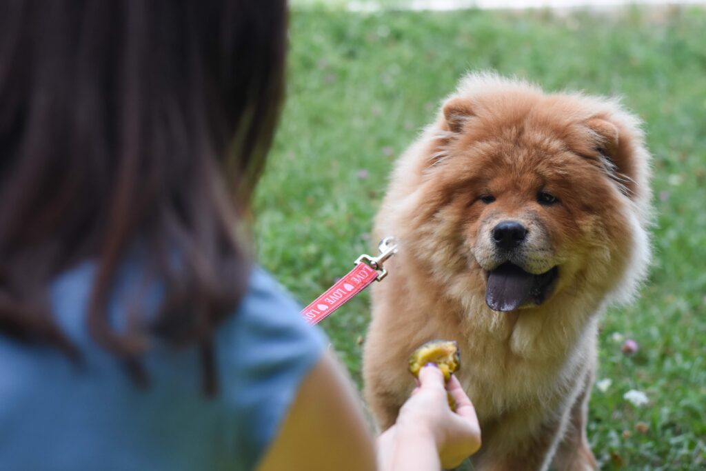 woman feeding a red chow chow dog a piece of plum