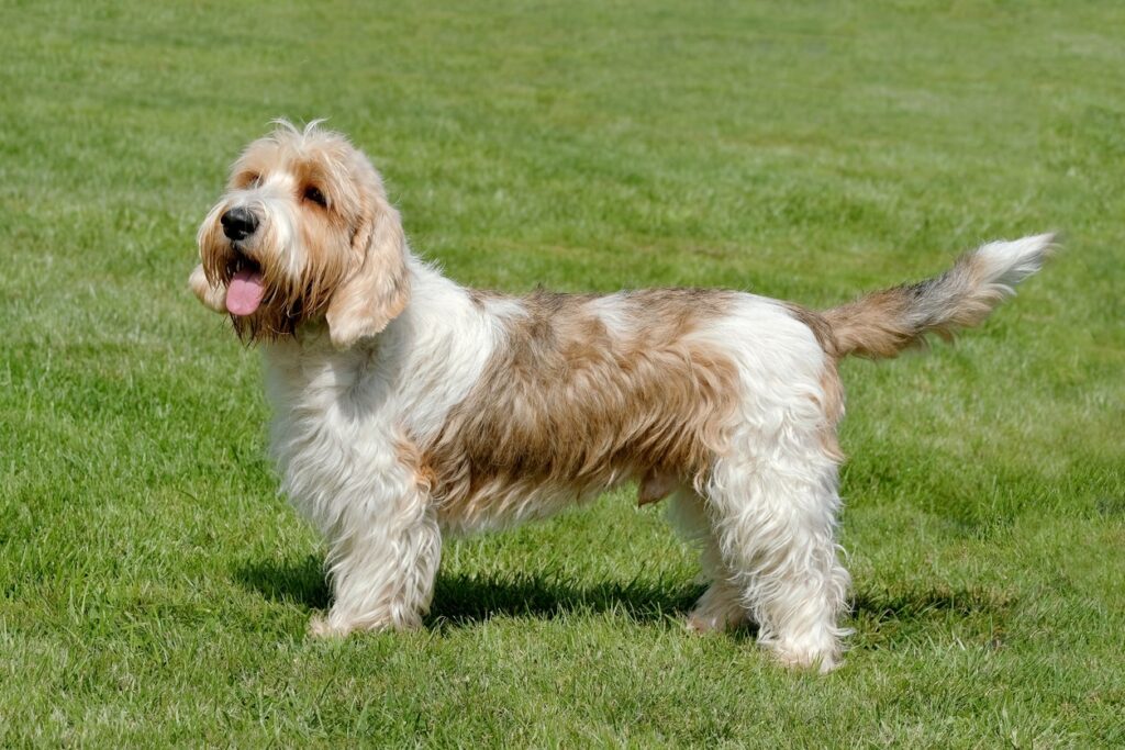 tan and white petit basset griffon vendeen standing in grass