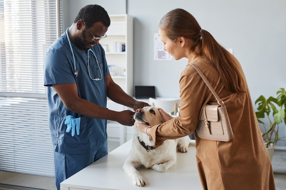 Dog at vet