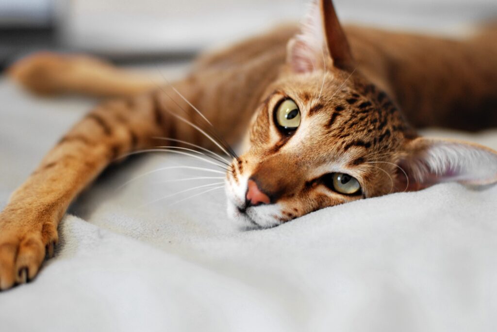 oriental shorthair cat stretching on white sheets looking at the camera