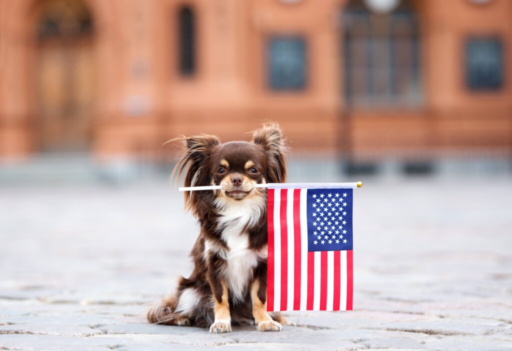 brown and tan longhaired chihuahua holding an american flag
