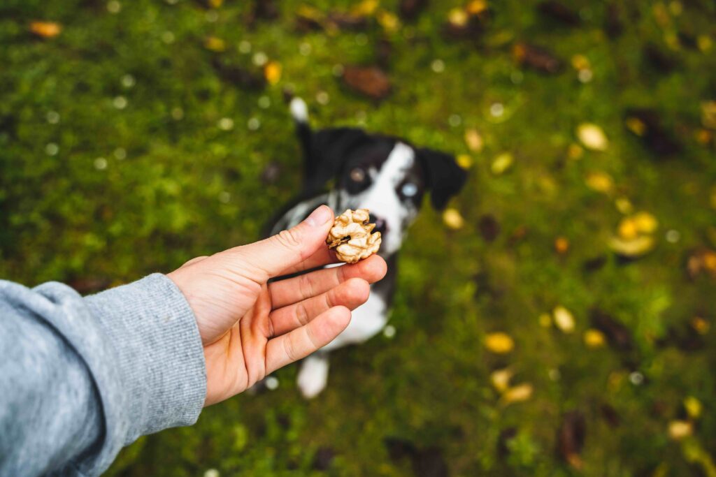hand holding up a walnut with a dog sitting on grass in the background