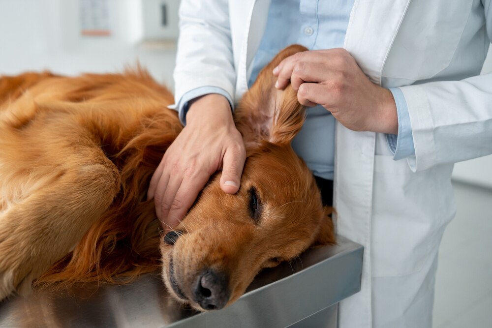 Dog ear exam