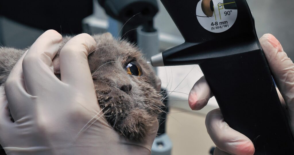 cataracts in cats; a cat’s eyes are examined for cataracts by a veterinary ophthalmologist.