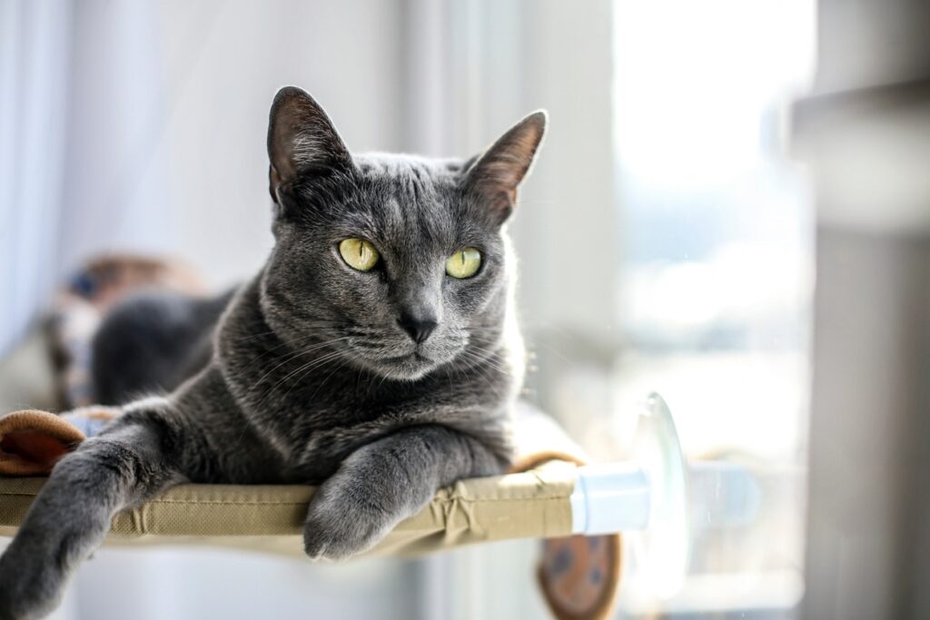 russian blue cat lounging in a cat tree by a window