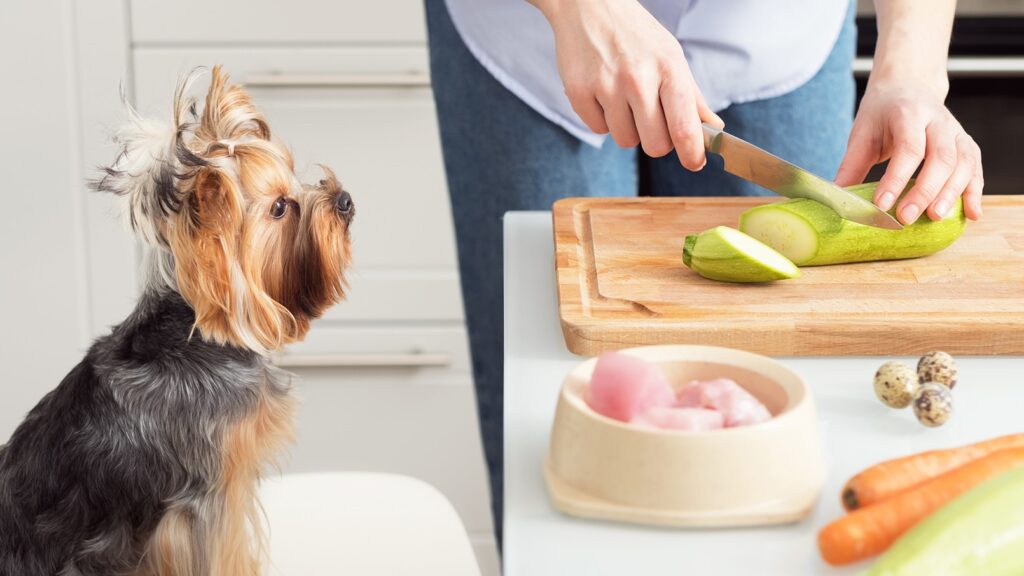 can dogs eat zucchini: dog staring at pet parent cut zucchini
