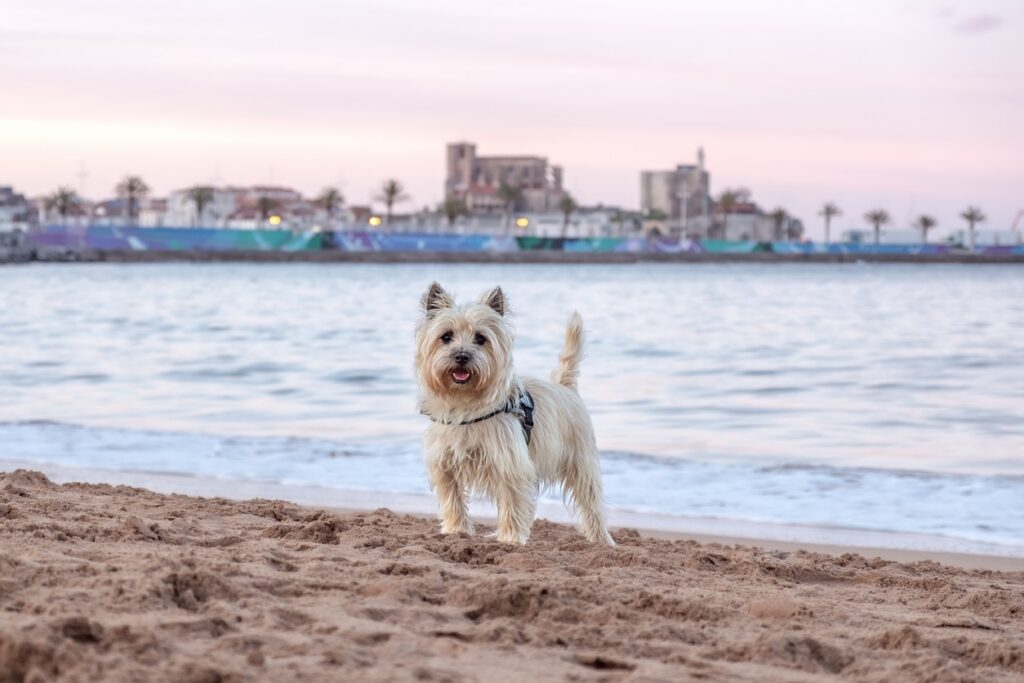 scruffy cairn terrier standing on a beach