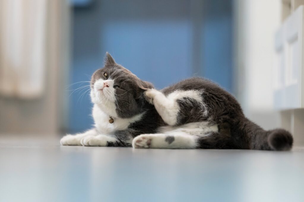 gray and white cat lying down and scratching itself