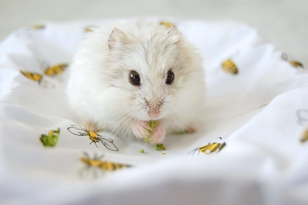 dwarf hamster care sheet; a dwarf hamster eats on a blanket.