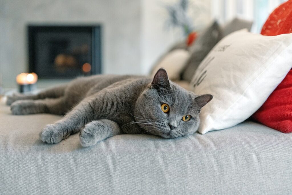 blue british shorthair cat lying on a bed