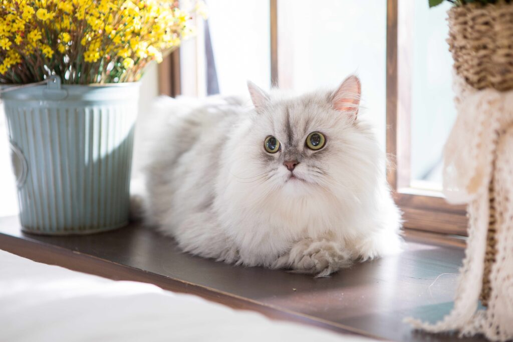 silver persian cat lounging on a sunny windowsill