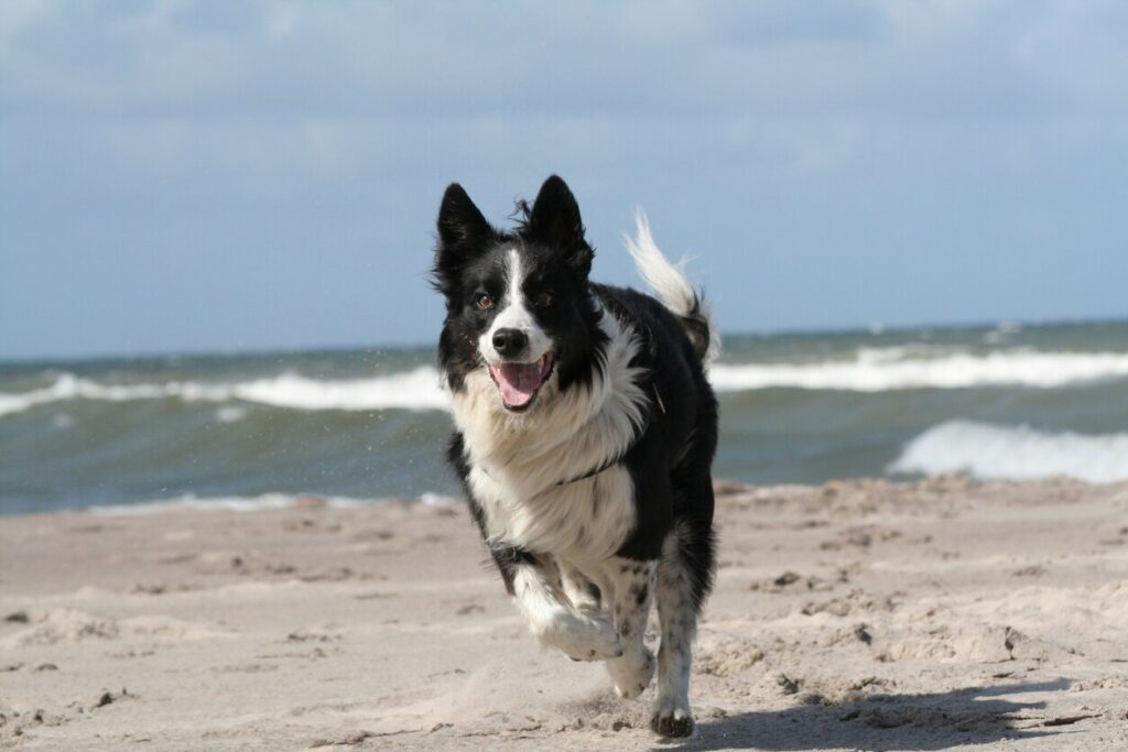 border collie running on a beach