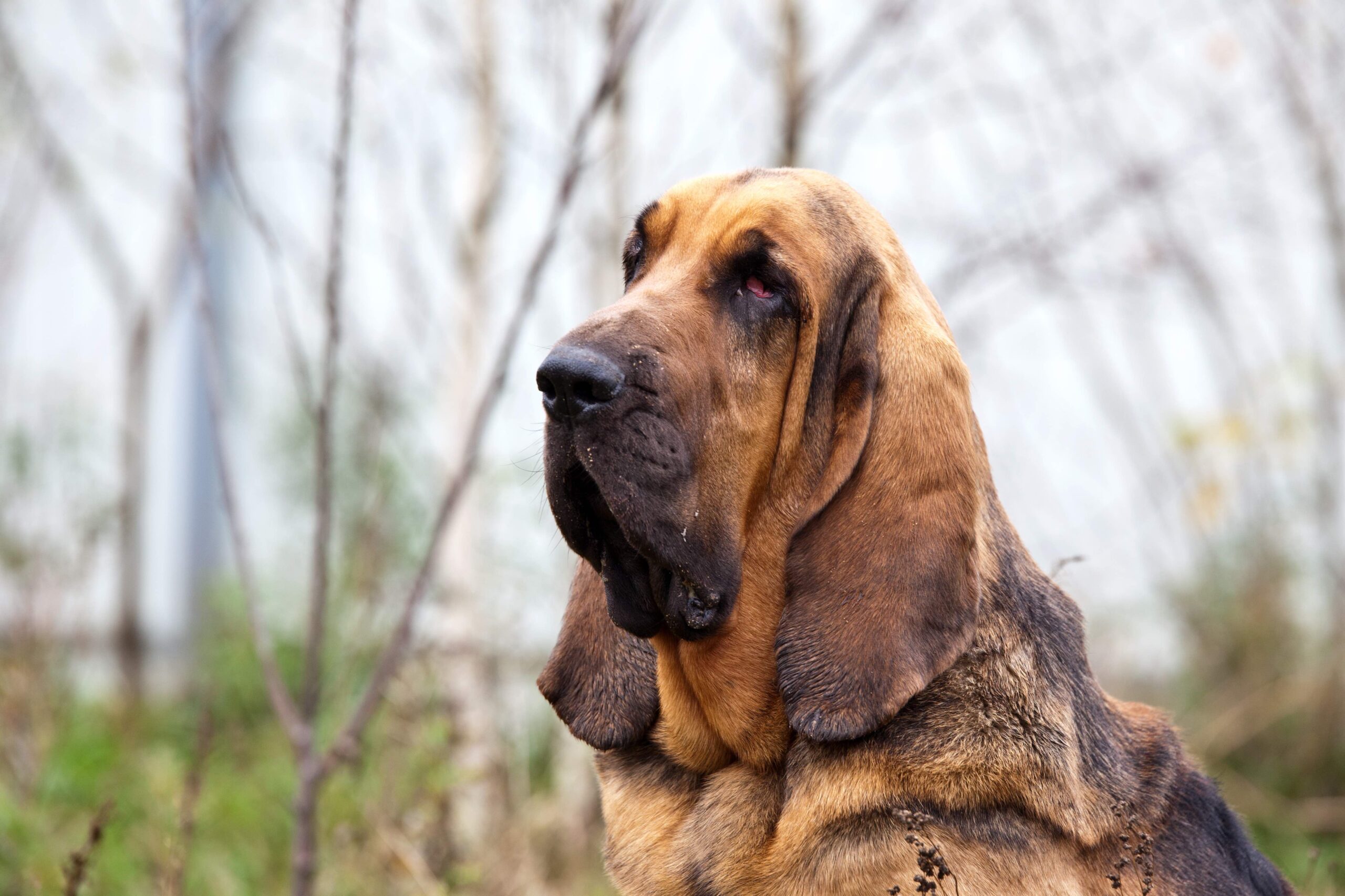 close-up of a bloodhound dog's head