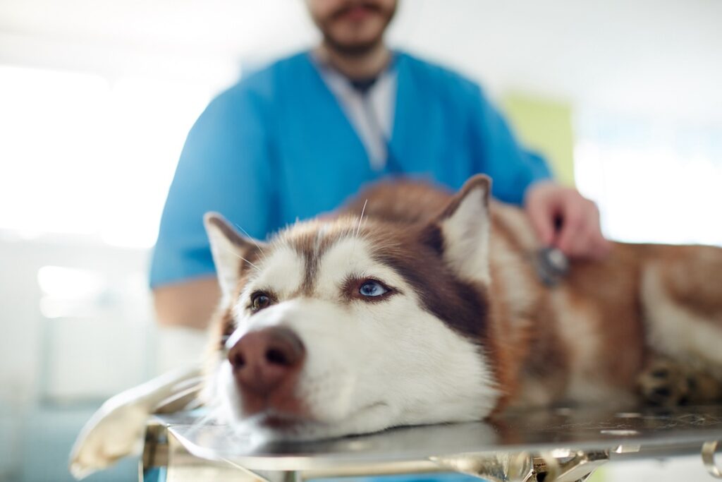 husky-lying-on-vet-table