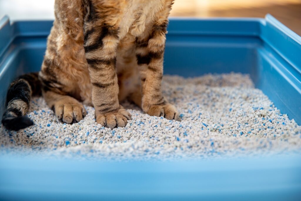 close-up of cat paws in a litter box